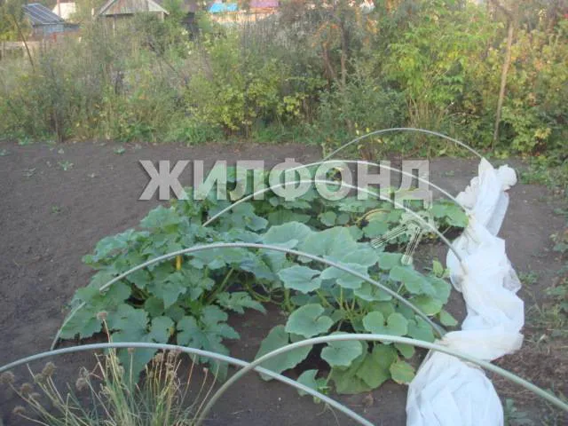 Пашино, с/о Заря-2 Калининский район, нст Заря-2-0