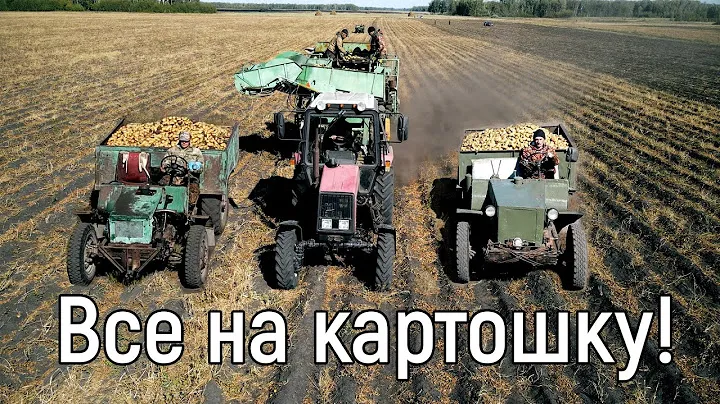 Все на картошку! Уборка картофеля в Новосибирской области 2022